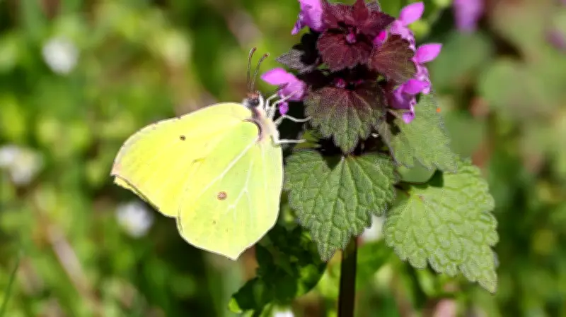 365 Tage, 365 Tiere: Der frühe Mitbewohner in Halle tarnt sich wie ein Blatt