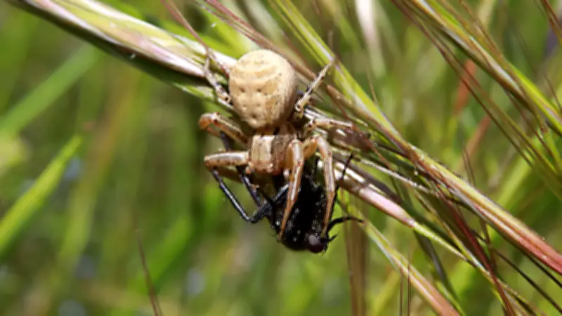 365 Tage, 365 Tiere: Der getarnte Jäger von Halle - Ein Jahr voller tierischer Überraschungen