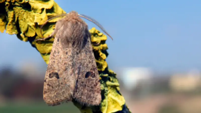 365 Tage, 365 Tiere: Der unauffällige Mitbewohner in Halles Weiden