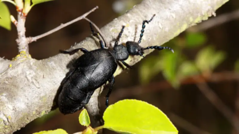 365 Tage, 365 Tiere: Ein cleverer Mitbewohner in Halles Nestern