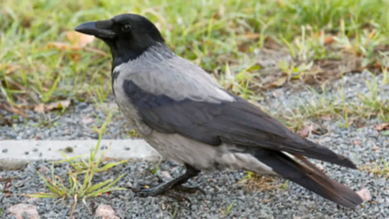 365 Tage, 365 Tiere: Elternzeit bei den tierischen Mitbewohnern in Halle