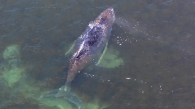 40 Zentimeter weniger: Buckelwal Timmy droht in Wismarer Bucht auszutrocknen