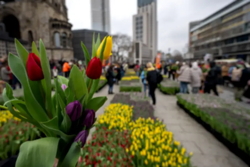 50.000 Tulpen zum Pflücken: Breitscheidplatz in Berlin verwandelt sich in Blumenmeer