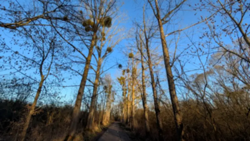 72 Bäume am Weg zur Burgwallfähre in Teterow müssen aus Sicherheitsgründen gefällt werden