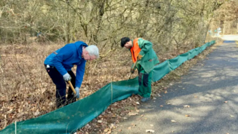 750 Meter Krötenzaun in Waren schützt wandernde Amphibien vor dem Straßentod