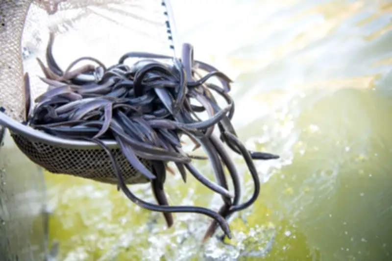 Aal-Besatz aus Frankreich: Anglerverband setzt Millionen Fische in Niedersachsen aus