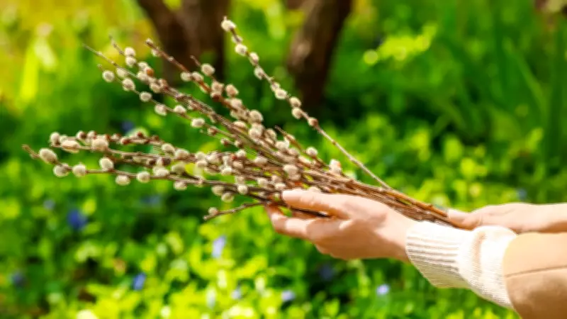Ab März gesetzlich verboten: Warum Sie Weidenkätzchen nicht pflücken dürfen