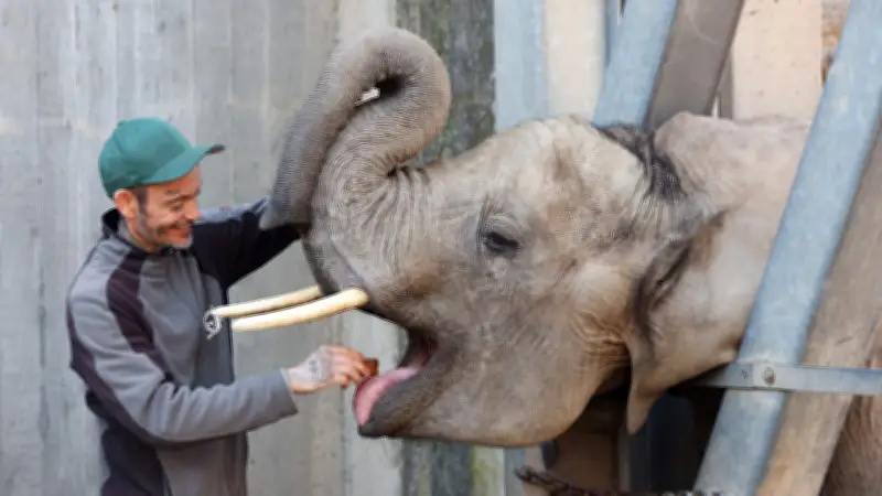 Abschied mit Tränen: Elefantenpfleger verliert nach 25 Jahren seine grauen Riesen