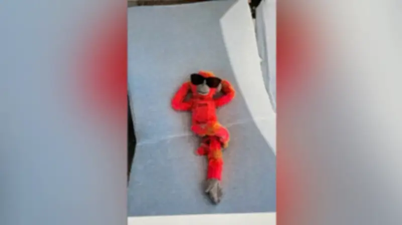 Affen-Alarm im Luxus-Resort: Verlorenes Kuscheltier wird zum Internet-Star