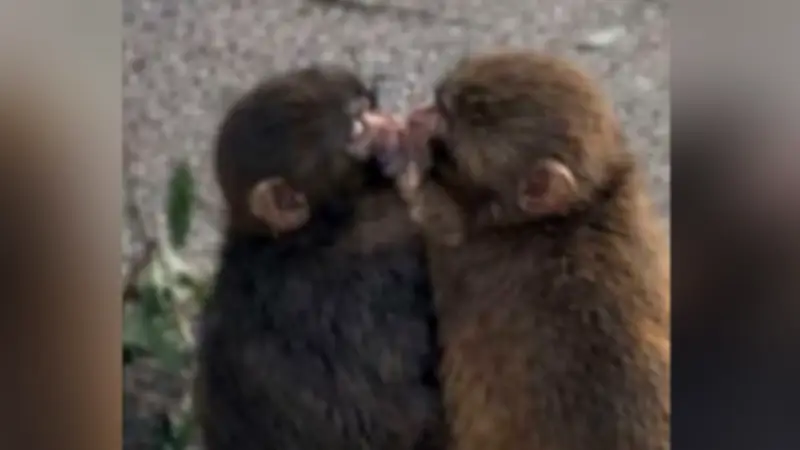 Affenbaby Punch findet nach schwierigem Start endlich eine Kuschel-Freundin