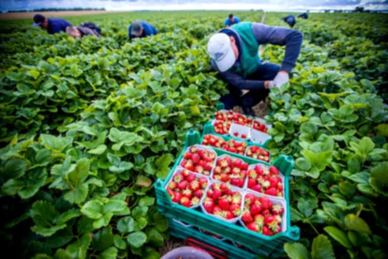 Agrarminister scheitern an Einigung zu Mindestlohn-Ausnahmen für Saisonkräfte
