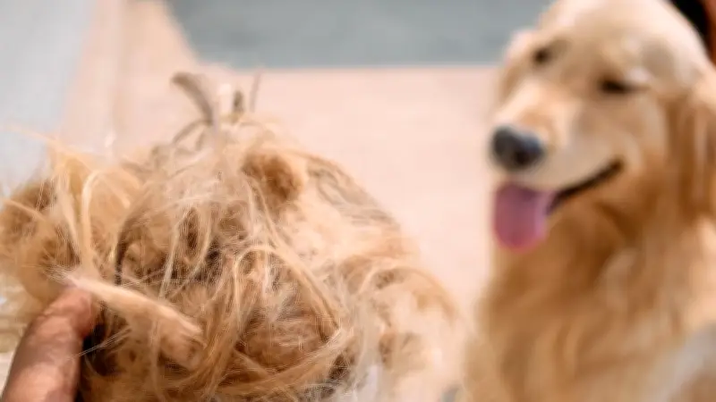 Alopezie beim Hund: So erkennen Sie krankhaften Haarverlust