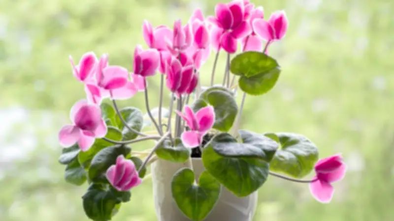 Alpenveilchen-Pflege im Frühjahr: Dieser Fehler zerstört die Blüte im nächsten Jahr