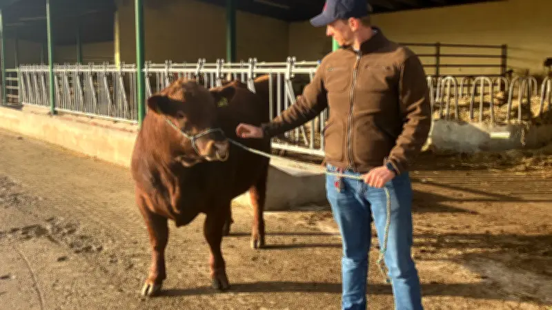 Angus-Bulle Cicero aus Lauenhagen erzielt Rekordsumme bei Auktion