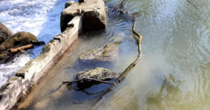 Ast blockiert Eisbach: Surferwelle in München weiterhin außer Betrieb