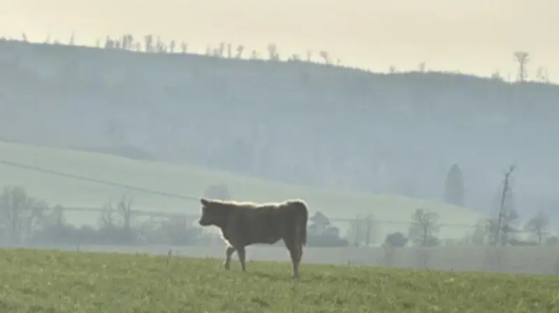 Ausgebrochenes Rind im Harz entzieht sich seit Monaten allen Fangversuchen