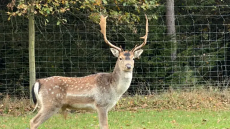 Autobahn-Hirsch Rehné löst monatlich hunderte Notrufe aus – Polizei bittet um Besonnenheit
