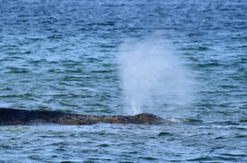 Bagger graben Rettungsrinne für gestrandeten Buckelwal an der Ostsee