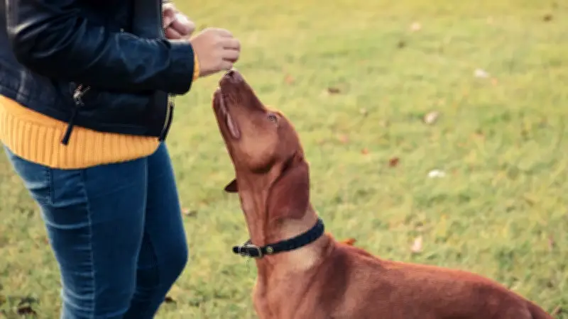 Balance in der Hundeerziehung: So meistern Sie die anspruchsvolle Pubertätsphase