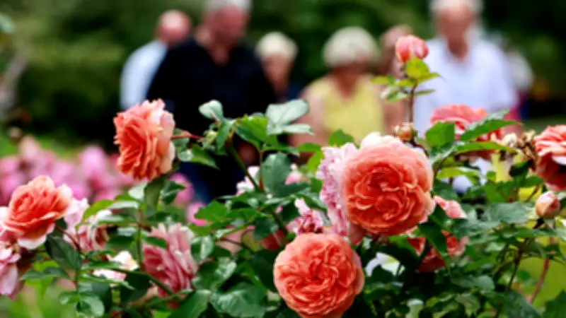 Ballenstedts vergessener Rosengarten: Historische Blütenpracht kehrt zurück