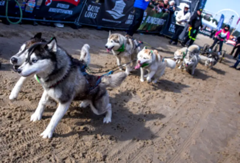 Baltic Lights: Prominente Schlittenhunde-Rennen auf Usedom sammeln für Welthungerhilfe