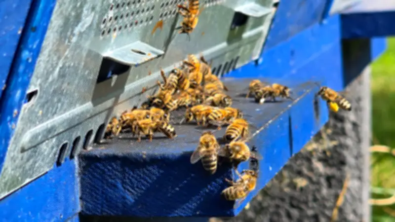 Bantin erhält über 380.000 Euro für Bienenzentrum: Land MV stärkt Imkerei-Nachwuchs