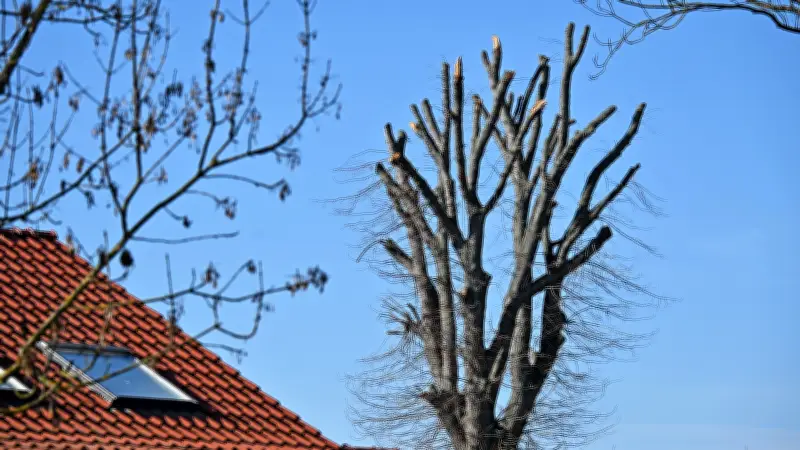 Baumfrevel in Hoym: Alte Winterlinde radikal geköpft - Nachbarn entsetzt über Zerstörung