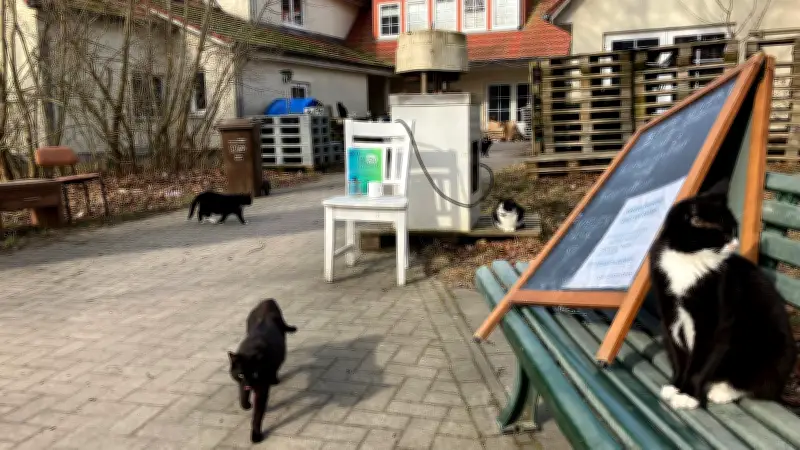 Bäckerei auf Hiddensee schließt: Traditionsbetrieb gibt auf und sucht für dutzende Katzen ein Zuhause
