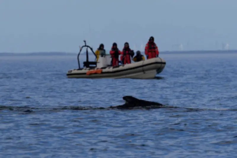 Befreiter Buckelwal in der Ostsee: Suche nach dem Meeressäuger geht weiter