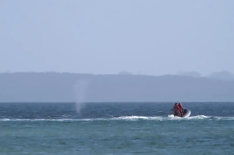 Befreiter Buckelwal schwimmt vor mecklenburgischer Küste in der Ostsee
