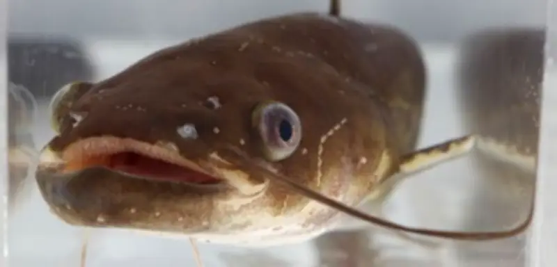 Überlebenskünstler im Tierreich: Wie Käfer dem Verdauungstrakt entfliehen