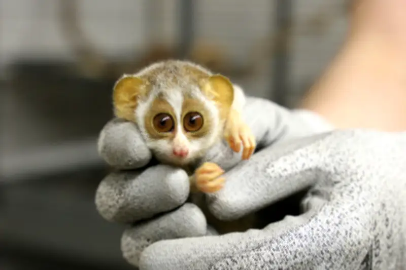 Berliner Zoo: Erster Gesundheitscheck für putzigen Nachwuchs mit Kulleraugen