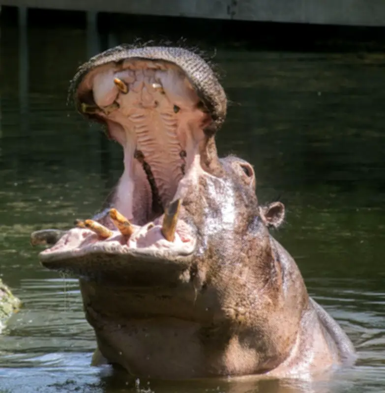 Berliner Zoo trauert um Nilpferd Kathi: Mit 50 Jahren verstorben