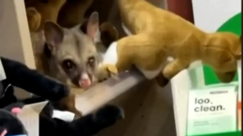 Überraschung im Flughafen-Shop: Echtes Opossum tarnt sich als Plüschtier