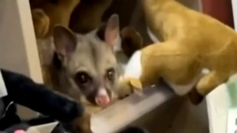 Überraschung im Flughafen-Shop: Echtes Possum versteckt sich zwischen Plüschtieren