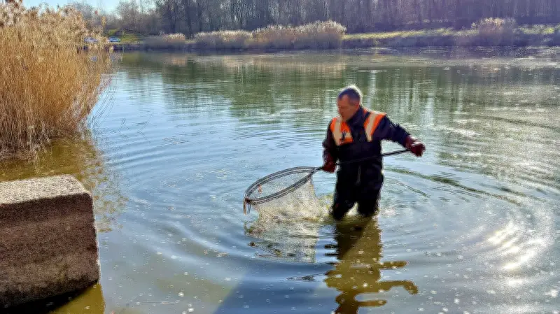 Überraschungen bei Fischbergung: 700 Kilogramm Kadaver aus Viereckteich entfernt