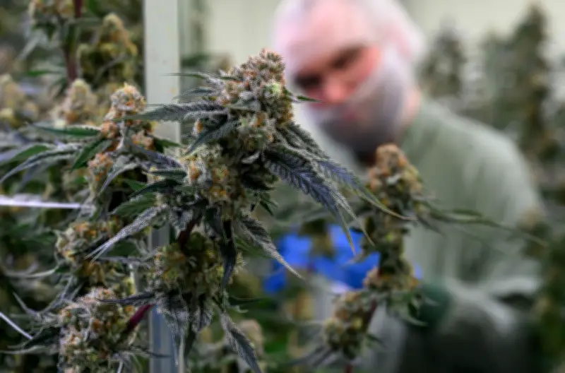 BGH zieht klare Grenzen bei Cannabis-Werbung und Telemedizin im Internet