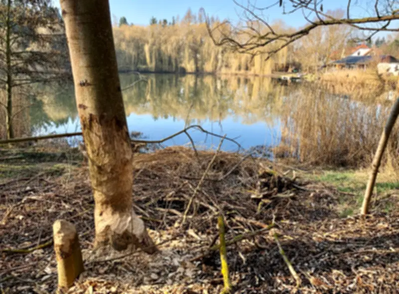 Biber in Osterfeld: Nager nähert sich Wohngebieten - Suche nach Lösungen