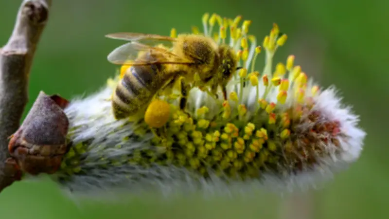 Bienenfreundliche Pflanzen oft mit Pestiziden belastet: BUND-Test zeigt Gefahr für Insekten
