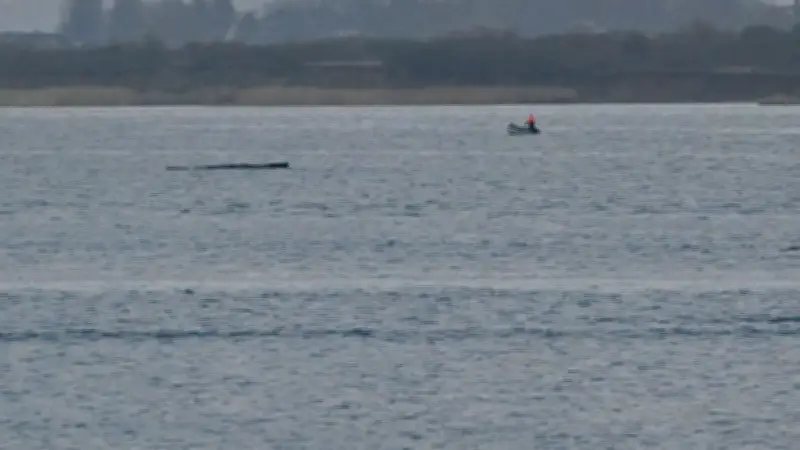 BILD-Reporter vor Ort: Gestrandeter Buckelwal in Niendorf gibt furchtbare Laute von sich