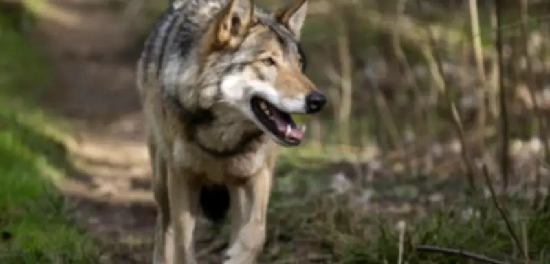 Biologin zu Wolfsangriff in Hamburg: Falsche Entscheidungen führten zu Attacke