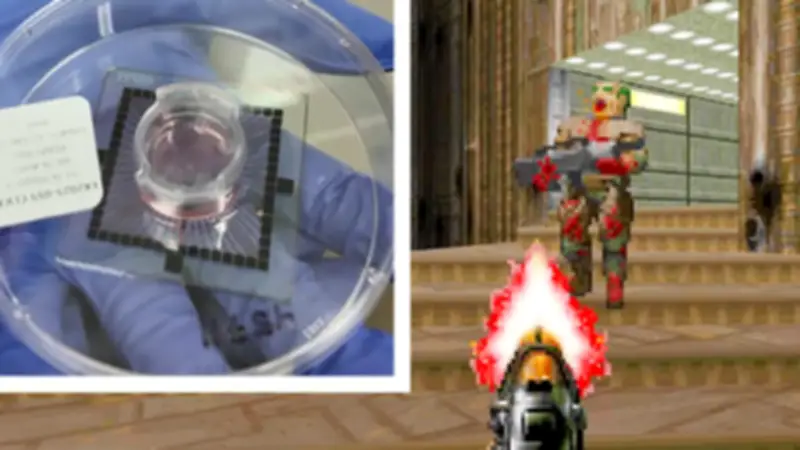 Biotech-Sensation: Menschliche Gehirnzellen steuern das Computerspiel „Doom“