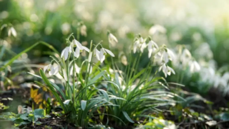 Bis zu 50.000 Euro Bußgeld: Diese geschützten Frühblüher dürfen Sie nicht pflücken