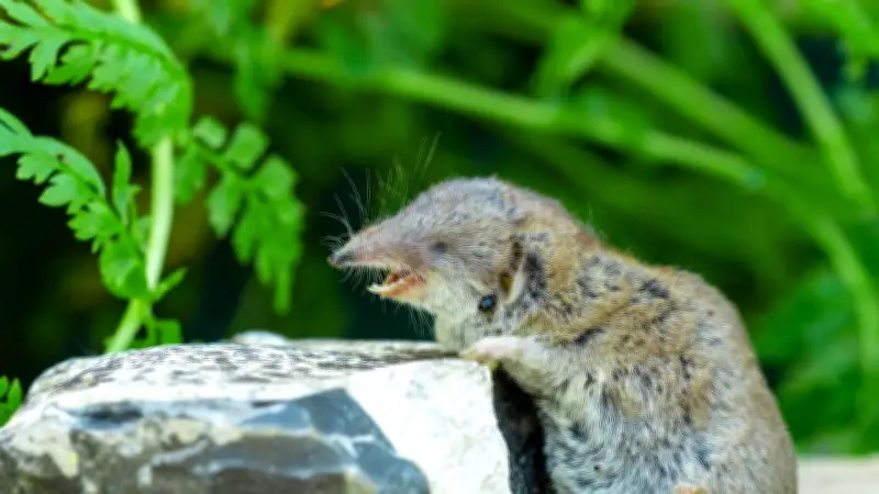 Borna-Virus in Bayern: Feldspitzmaus überträgt tödliche Infektion im Landkreis Erding