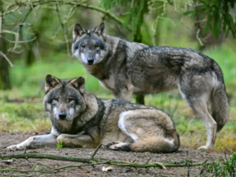 Brandenburg erleichtert Wolfsabschuss durch Aufnahme ins Jagdrecht