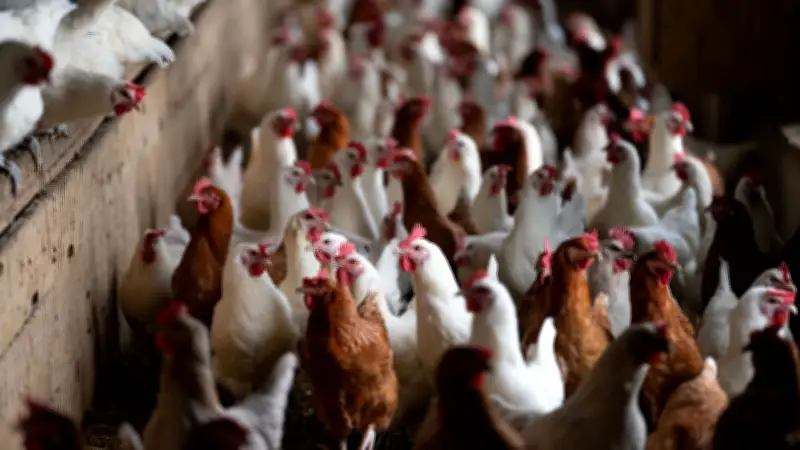 Brandenburg: Newcastle-Krankheit zwingt zu Tötung von 377.000 weiteren Hühnern