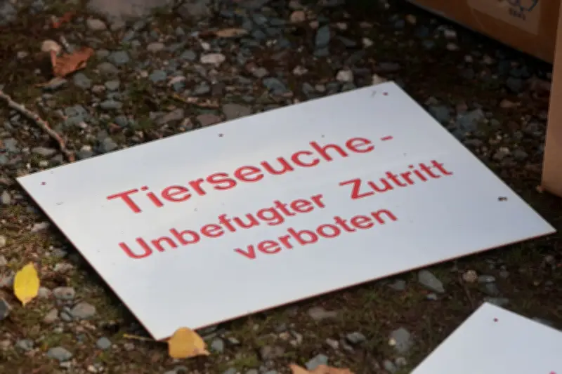 Brandenburg: Newcastle-Krankheit zwingt zur Keulung von weiteren 377.000 Hühnern