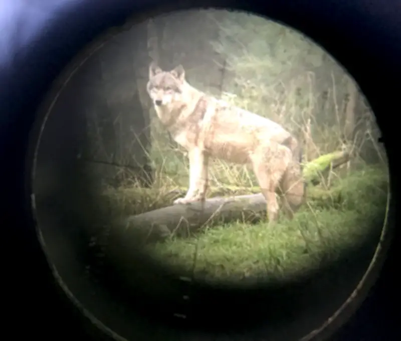 Brandenburg plant Wolfsjagd: Neues Jagdrecht markiert Kehrtwende im Umgang mit Wölfen