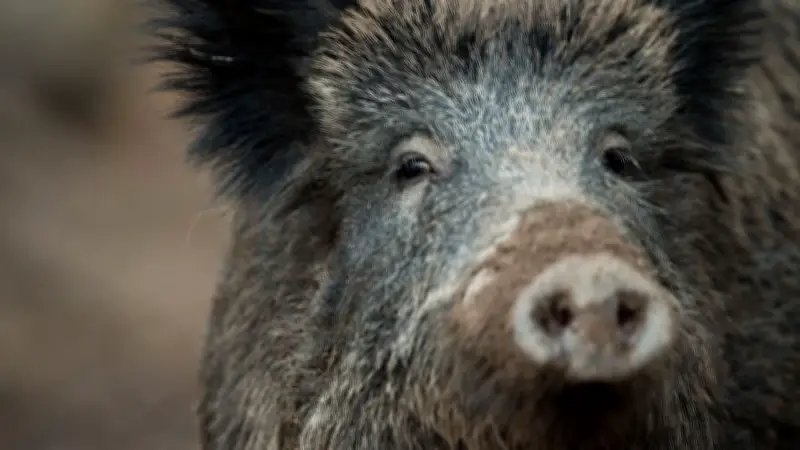 Brandenburg: Tödlicher Wildschwein-Crash endet mit Auto in Flammen