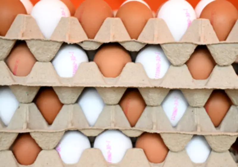 Brandenburgs Eierproduktion leicht rückläufig, aber weiterhin auf hohem Niveau